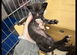 桃園市動物保護教育園區,編號:456004, 混種貓                 