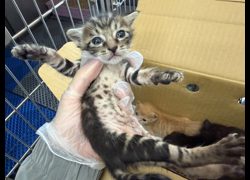 桃園市動物保護教育園區,編號:456005, 混種貓                 