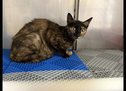 桃園市動物保護教育園區,編號:456008, 混種貓                 