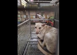 臺南市動物之家善化站,編號:456198, 混種犬          