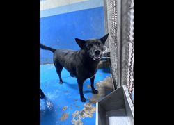 苗栗縣動物保護教育園區,編號:456208, 混種犬          