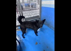 苗栗縣動物保護教育園區,編號:456209, 混種犬          