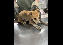 彰化縣流浪狗中途之家臨時收容所,編號:456217, 混種犬          