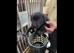 彰化縣流浪狗中途之家臨時收容所,編號:456269, 混種犬          
