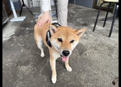 新北市板橋區公立動物之家,編號:456384, 柴犬                  
