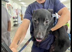 臺北市動物之家,編號:456395, 混種犬          