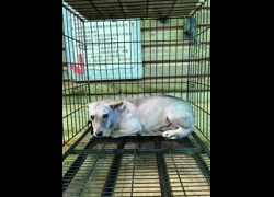 彰化縣流浪狗中途之家臨時收容所,編號:456534, 混種犬          