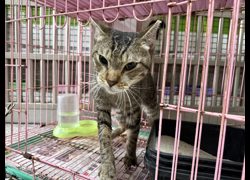 高雄市壽山動物保護教育園區,編號:456548, 混種貓                 