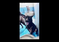苗栗縣動物保護教育園區,編號:456549, 混種犬          