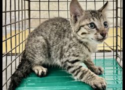 臺北市動物之家,編號:456629, 混種貓                 
