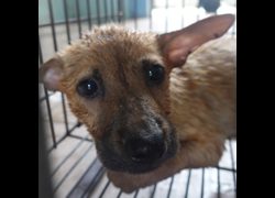 臺南市動物之家灣裡站,編號:456550, 混種犬          