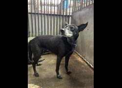 彰化縣流浪狗中途之家臨時收容所,編號:456704, 混種犬          