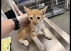 桃園市動物保護教育園區,編號:456758, 混種貓                 