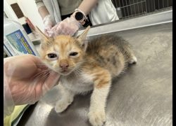 桃園市動物保護教育園區,編號:456761, 混種貓                 