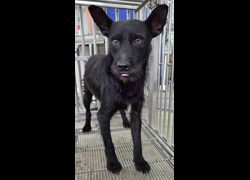 花蓮縣狗貓躍動園區,編號:456858, 混種犬          
