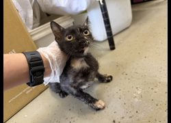 桃園市動物保護教育園區,編號:457038, 混種貓                 