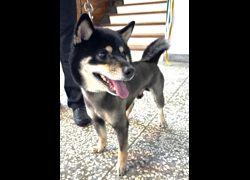 宜蘭縣流浪動物中途之家,編號:457076, 柴犬                  