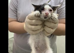 臺北市動物之家,編號:457149, 混種貓                 