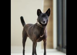 新北市瑞芳區公立動物之家,編號:457175, 混種犬          