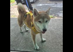 臺南市動物之家善化站,編號:457321, 柴犬                  