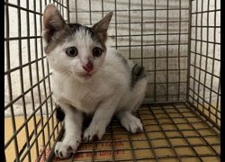 臺北市動物之家,編號:457472, 混種貓                 