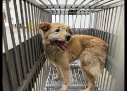 桃園市動物保護教育園區,編號:457576, 混種犬          