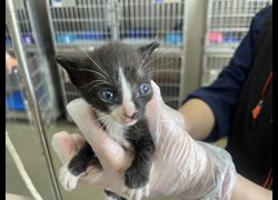 桃園市動物保護教育園區,編號:457760, 混種貓                 