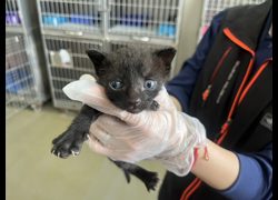 桃園市動物保護教育園區,編號:457761, 混種貓                 