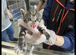 桃園市動物保護教育園區,編號:457762, 混種貓                 