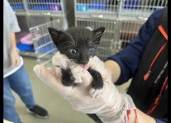 桃園市動物保護教育園區,編號:457763, 混種貓                 