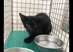 臺北市動物之家,編號:457770, 混種貓                 