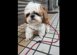 高雄市壽山動物保護教育園區,編號:457808, 西施犬              