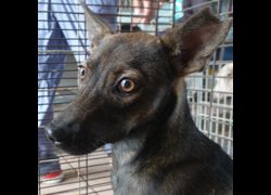 臺南市動物之家灣裡站,編號:457755, 混種犬          