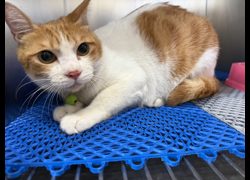 桃園市動物保護教育園區,編號:457913, 混種貓                 