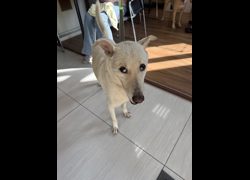 嘉義市動物保護教育園區,編號:457975, 混種犬          