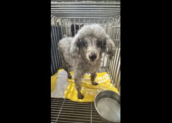 新北市板橋區公立動物之家,編號:458136, 貴賓犬        