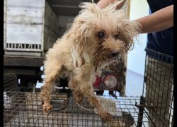 桃園市動物保護教育園區,編號:458174, 貴賓犬        