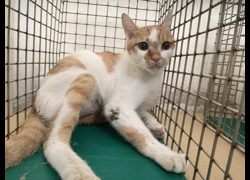 臺北市動物之家,編號:458303, 混種貓                 