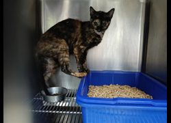 新竹市動物保護教育園區,編號:458376, 混種貓                 