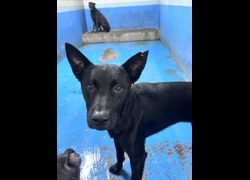 苗栗縣動物保護教育園區,編號:458499, 混種犬          