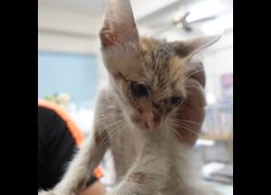 臺南市動物之家灣裡站,編號:458692, 混種貓                 