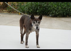 新北市中和區公立動物之家,編號:458760, 混種犬          
