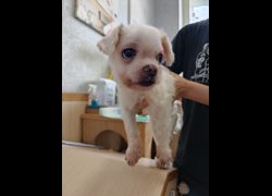 嘉義市動物保護教育園區,編號:458835, 瑪爾濟斯犬           