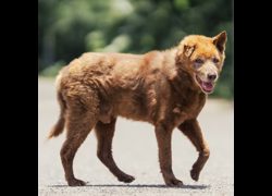 新北市中和區公立動物之家,編號:429057, 混種犬          