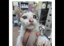 臺南市動物之家灣裡站,編號:455560, 混種貓                 