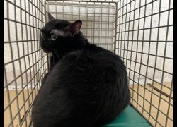 臺北市動物之家,編號:458984, 混種貓                 
