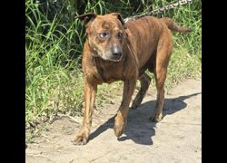 新竹市動物保護教育園區,編號:459177, 混種犬          