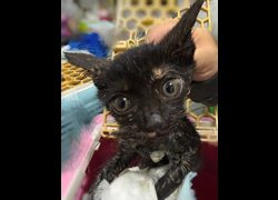嘉義市動物保護教育園區,編號:459283, 混種貓                 