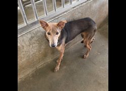 澎湖縣流浪動物收容中心,編號:420036, 混種犬          