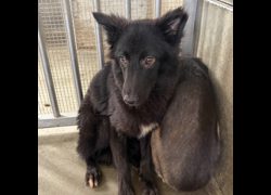澎湖縣流浪動物收容中心,編號:445566, 混種犬          